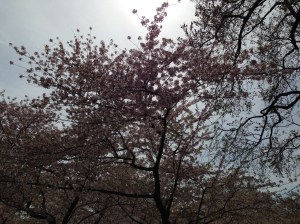 DC Cherry Blossoms 4.13 (6)