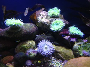 Aquarium of the Americas